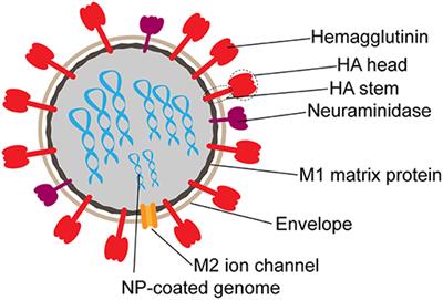 Frontiers | Extra-Neutralizing FcR-Mediated Antibody Functions for a